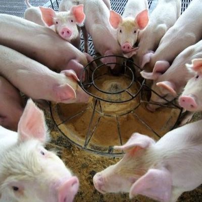 Granule sec de poudre d'hémoglobine d'additifs d'alimentation des animaux de la poudre 25kg/Bag