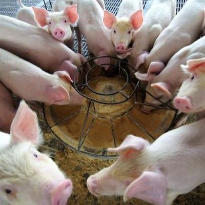 Nouveau type de Duck Plasma Protein Powder Is A d'additif d'alimentation se levant ces dernières années, qui est identifié en tant que de haute qualité