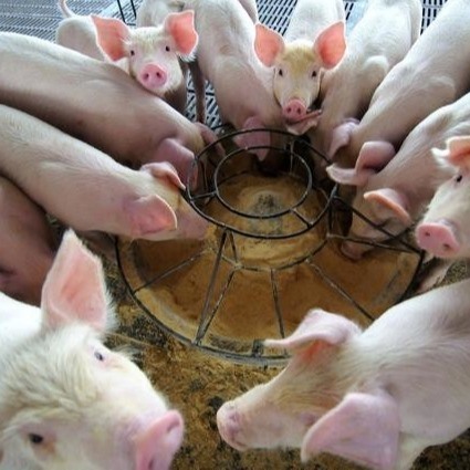 Granule sec de poudre d'hémoglobine d'additifs d'alimentation des animaux de la poudre 25kg/Bag